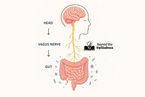 Illustration showing the human digestive system connected to the brain through the gut-brain axis.